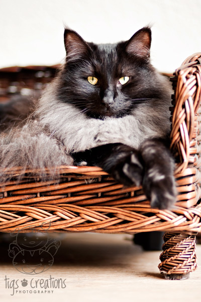 Tigs Creations Photography