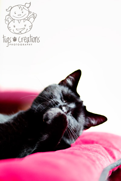 Tigs Creations Photography