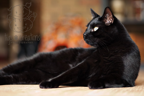 two very handsome cats