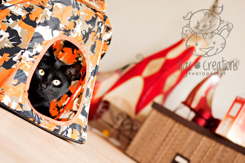 Tigs Creations Photography