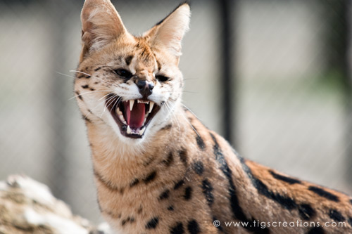 Serval, Blijdorp Zoo Rotterdam - Tigs Creations Photography
