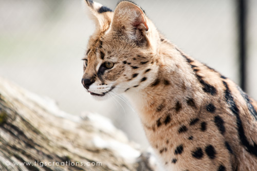 Serval, Blijdorp Zoo Rotterdam - Tigs Creations Photography