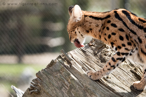 Serval, Blijdorp Zoo Rotterdam - Tigs Creations Photography