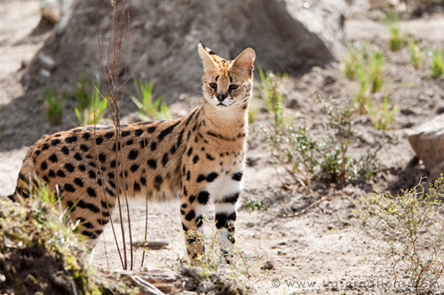 Serval, Blijdorp Zoo Rotterdam - Tigs Creations Photography