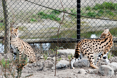 Serval, Blijdorp Zoo Rotterdam - Tigs Creations Photography