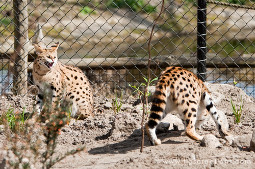 Serval, Blijdorp Zoo Rotterdam - Tigs Creations Photography