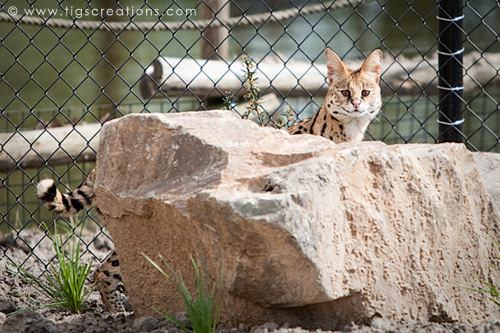 Serval, Blijdorp Zoo Rotterdam - Tigs Creations Photography