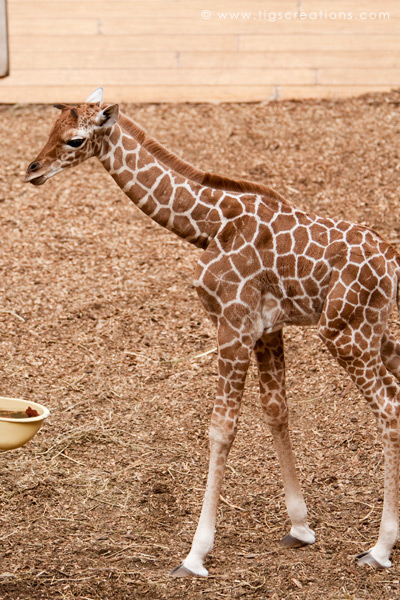 Baby Giraffe, Blijdorp Zoo Rotterdam - Tigs Creations Photography