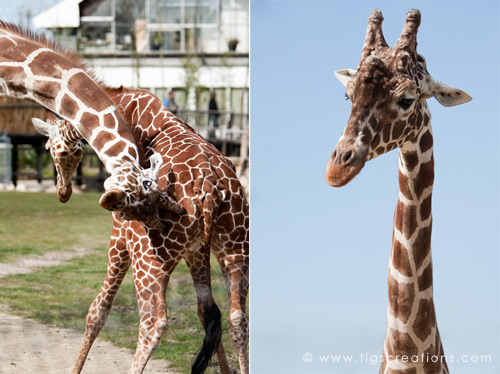 Giraffe, Blijdorp Zoo Rotterdam - Tigs Creations Photography