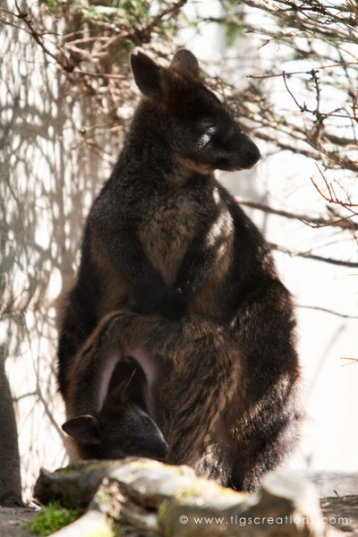 Swamp Wallaby with baby, Blijdorp Zoo Rotterdam - Tigs Creations Photography