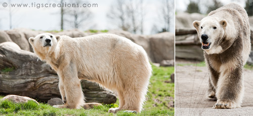 Polar Bears, Blijdorp Zoo Rotterdam - Tigs Creations Photography