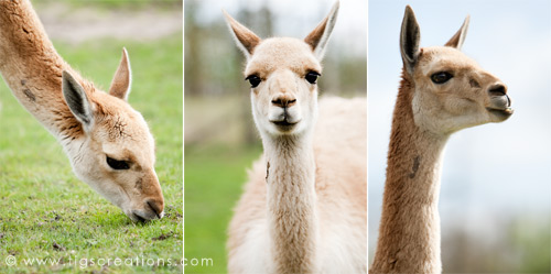 Vicugna (camel), Blijdorp Zoo Rotterdam - Tigs Creations Photography