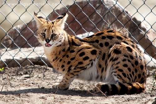 Serval, Blijdorp Zoo Rotterdam - Tigs Creations Photography
