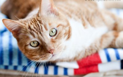 Watje, a handsome cat