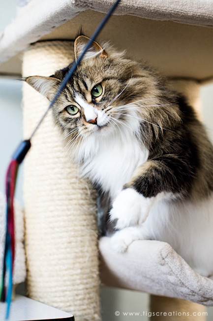 Maine Coon - cat - Tigs Creations Photography