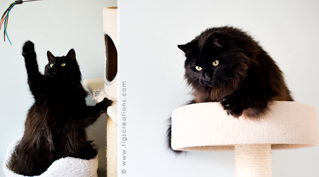 Maine Coon - cat - Tigs Creations Photography