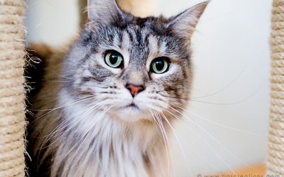 Ianthe, Alegria and Zeno – three gorgeous Maine Coon cats