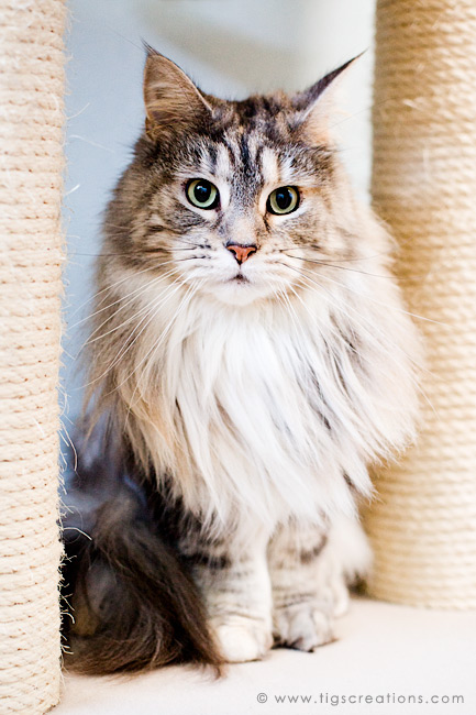Maine Coon - cat - Tigs Creations Photography
