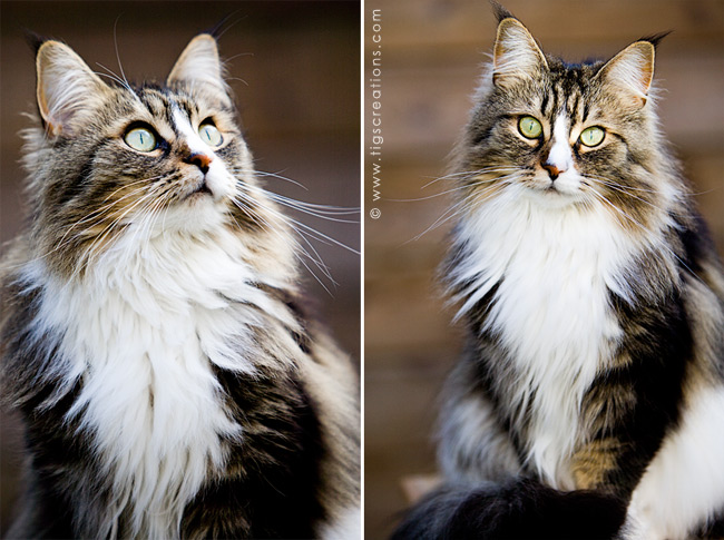 Maine Coon - cat - Tigs Creations Photography