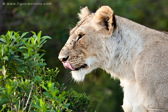 waking to the sound of lions roar
