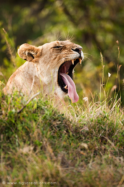 Kenya: this is what happened today, we went to see lions…