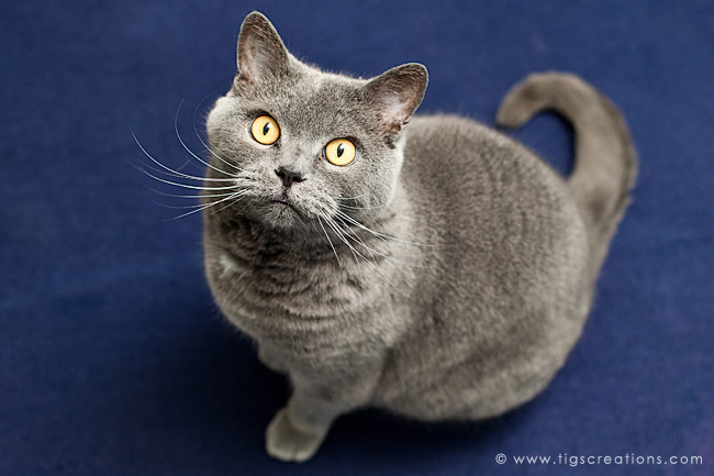 our two boys: one curious, one sleepy :-)